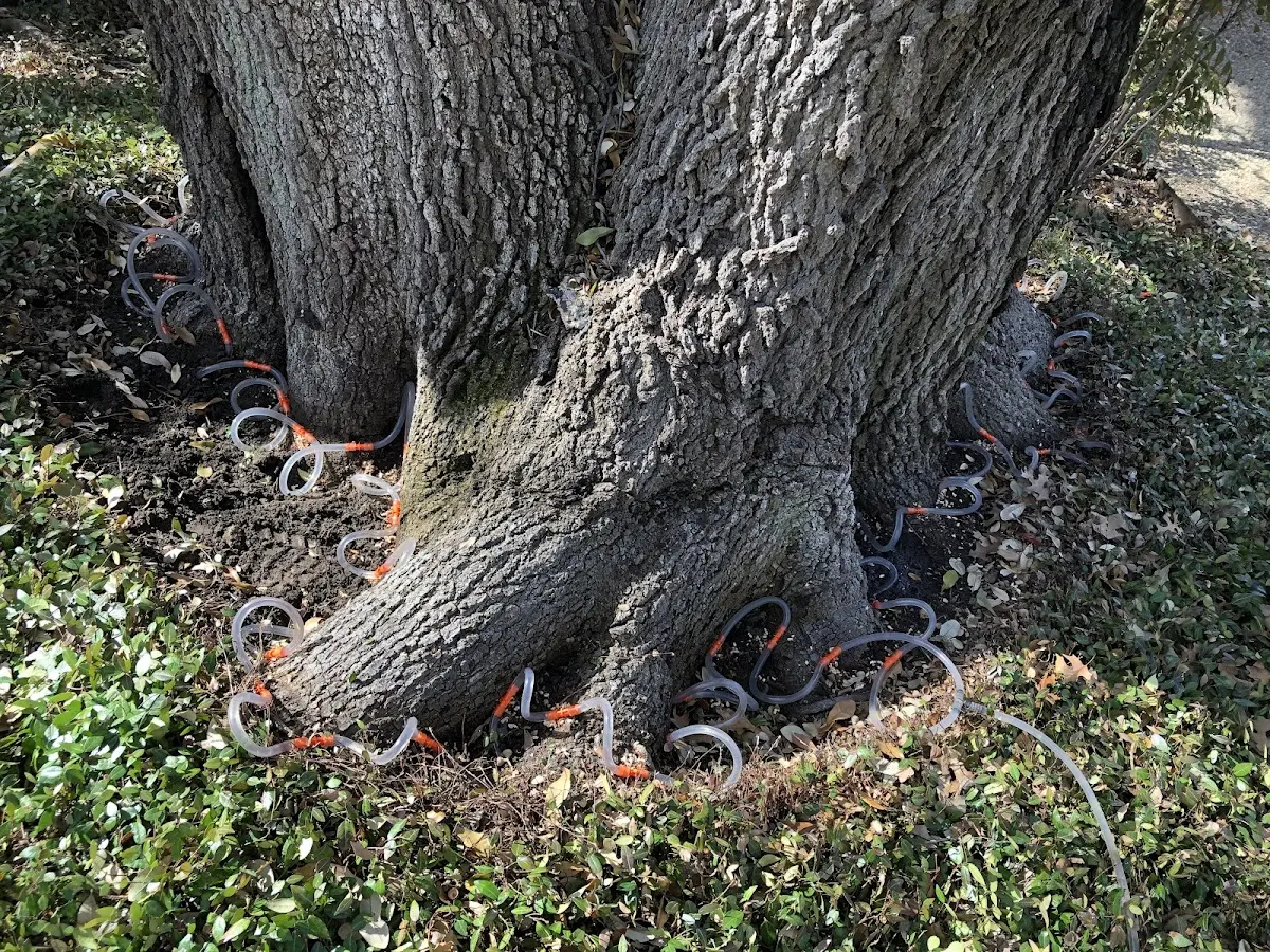 Detailed Tree Cabling and Bracing job site in Nenana