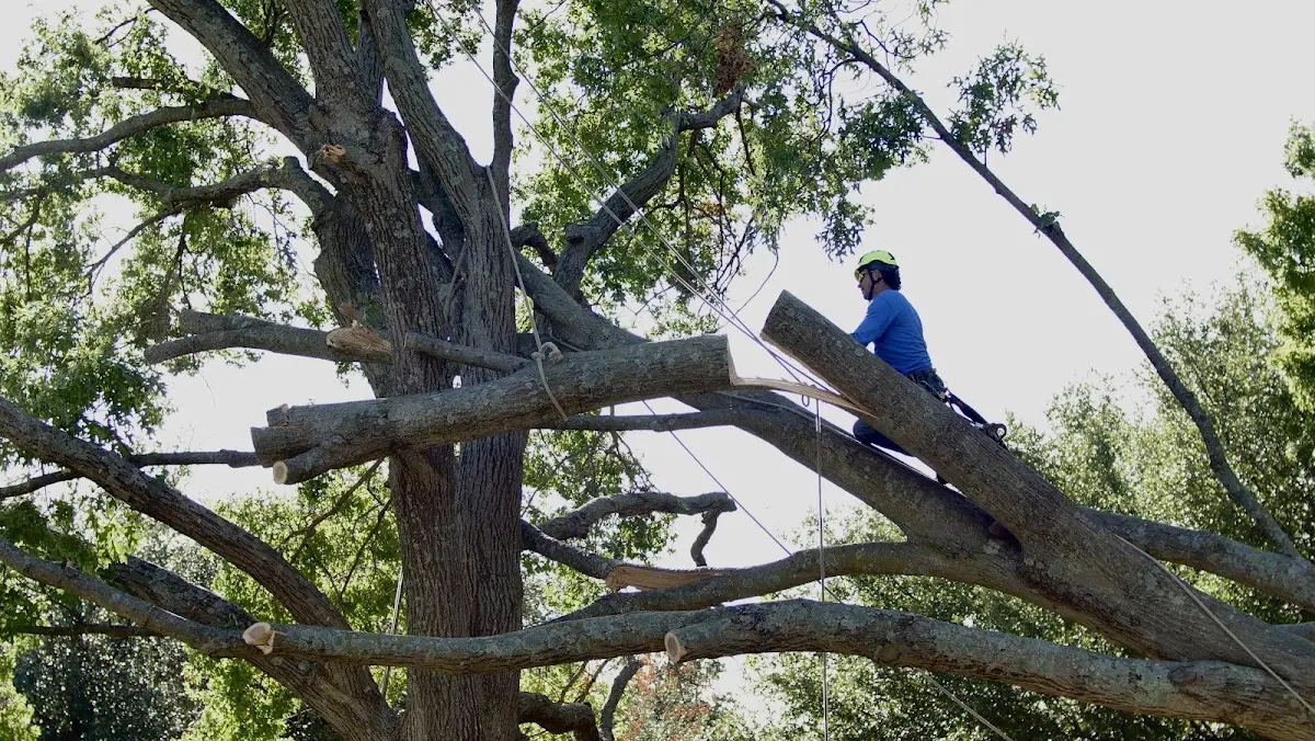 Professional Hazardous Tree Removal performed by certified arborists in Nenana