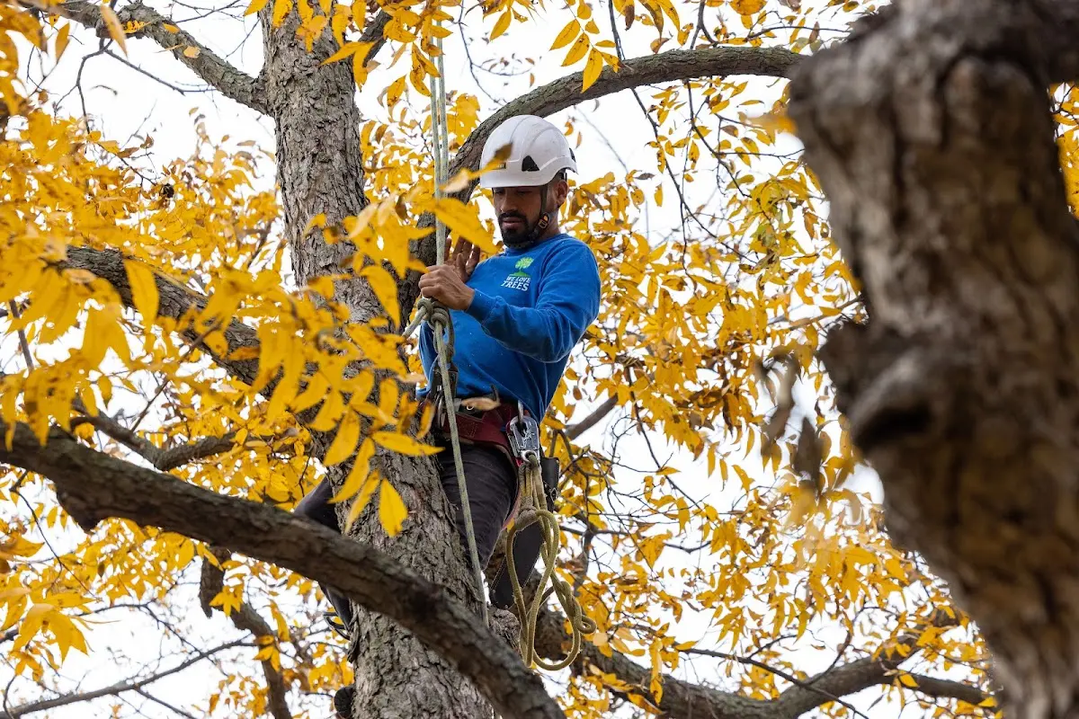 Skilled Tree Pruning crew working in Nenana